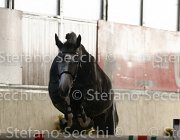 Berlin dei Folletti TosTour2013- S4 6292 : Arezzo, Arezzo Equestrian Centre, Berlin dei Folletti, Cavalli d'Italia, Toscana Tour 2013, foto di Stefano Secchi ©